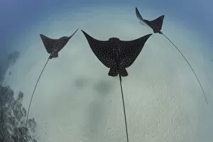 Images Dated 24th August 2021: Spotted eagle rays (Aetobatus narinari) swimming, Hawaii, USA