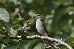 Spotted flycatcher (Muscicapa striata) feeding a chick which has just left its nestbox