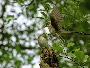 Perching Prints: Spotted flycatcher (Muscicapa striata) male offering insect prey to female during courtship display