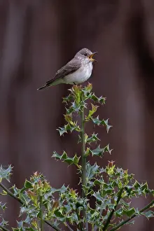 Holly Tree Prints: Spotted flycatcher (Muscicapa striata) perched on Holly (Ilex aquifolium) bush
