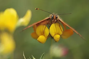 Spotted fritillary butterfly (Melitaea didyma) on Trefoil (Lotus sp) flowers, Mount Baba