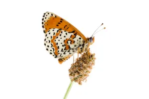 Images Dated 10th July 2007: Spotted fritillary (Melitaea didyma) on Plantain seed head, Fliess, Naturpark Kaunergrat