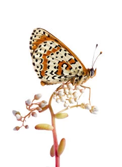 Images Dated 10th July 2007: Spotted fritillary (Melitaea didyma) on plant with flower buds, Fliess, Naturpark Kaunergrat