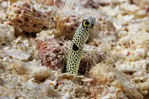 Muraenidae Prints: Spotted garden eel (Heteroconger hassi) peering out from a hole in the reef