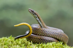 Spotted genuine snake (Saphenophis boursieri) portrait, waving tail in defensive display