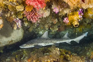 Houndshark Prints: Spotted gully shark (Triakis megalopterus) in coral reef