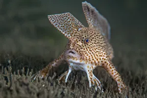 Spotted handfish (Brachionichthys hirsutus) portrait, Derwent River estuary, Hobart