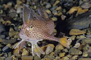 Speckled Prints: Spotted handfish (Brachionichthys hirsutus) portrait