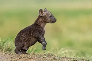 Crocuta Cuvieri Prints: Spotted hyena (Crocuta crocuta) cub playing in grass near the den