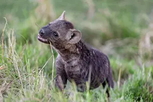 Adorable Prints: Spotted hyena (Crocuta crocuta) cub playing in grass near the den