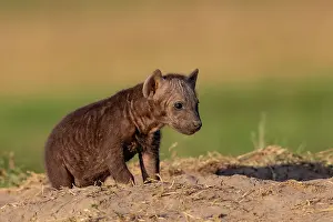 Crocuta Cuvieri Prints: Spotted hyena (Crocuta crocuta) cub sitting close to den