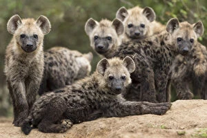 Spotted hyena (Crocuta crocuta), cubs together by den, Masai-Mara Game Reserve, Kenya