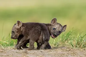 Adorable Prints: Two Spotted hyena (Crocuta crocuta) cubs playing in grass near the den