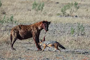 Canis Prints: Spotted hyena (Crocuta crocuta) feeding with Black-backed jackal (Lupulella mesomelas) hanging around