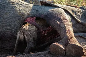 Crocuta Cuvieri Prints: Spotted hyena (Crocuta crocuta) feeding on an Elephant (Loxodonta africana) carcass