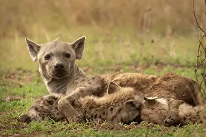 Crocuta Cuvieri Prints: Spotted hyena (Crocuta crocuta) female