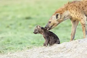 Protector Prints: Spotted hyena (Crocuta crocuta) female with cub at entrance to den