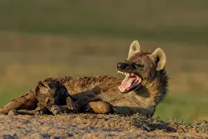 Vocalisation Prints: Spotted hyena (Crocuta crocuta) female and cub resting on the ground