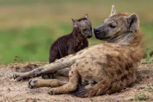 Crocuta Cuvieri Prints: Spotted hyena (Crocuta crocuta) female with cub resting near entrance to the den