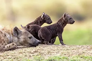 Crocuta Cuvieri Prints: Spotted hyena (Crocuta crocuta) female with cubs resting near entrance to the den