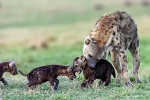 Parental Prints: Spotted hyena (Crocuta crocuta) female looking after cubs near the entrance to the den