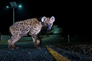 Crossing The Road Prints: Spotted hyena (Crocuta crocuta) on highway at night, Harar, Ethiopia
