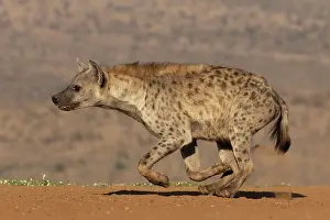 Crocuta Cuvieri Prints: Spotted hyena (Crocuta crocuta) hunting, Zimanga game reserve, South Africa