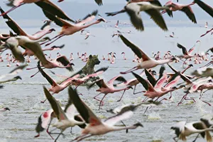 Surprise Prints: Spotted hyena (Crocuta crocuta) hunting Lesser flamingoes (Phoenicopterus minor) Lake Nakuru