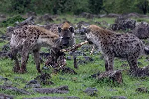 Crocuta Cuvieri Prints: Spotted hyena (Crocuta crocuta) pack carrying bones from an animal carcass