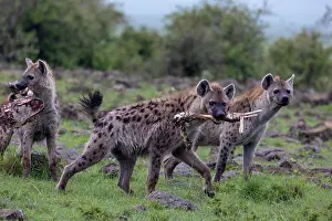 Crocuta Cuvieri Prints: Spotted hyena (Crocuta crocuta) pack carrying bones from an animal carcass