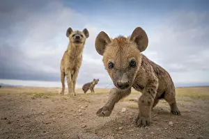 Crocuta Cuvieri Prints: Spotted Hyena (Crocuta crocuta) pup playing as mother and littermate watch