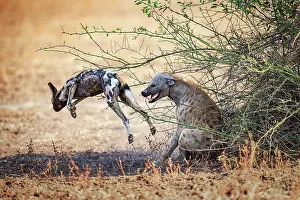 Jumping Prints: Spotted hyena (Crocuta crocuta) scaring off an African wild dog (Lycaon pictus)