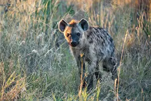 Crocuta Cuvieri Prints: Spotted hyena (Crocuta crocuta) standing in grassland, Okavango Delta, Botswana