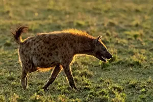 Crocuta Cuvieri Prints: Spotted hyena (Crocuta crocuta) walking in the savanna, Masai Mara National Reserve, Kenya