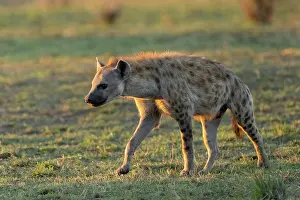 Crocuta Cuvieri Prints: Spotted hyena (Crocuta crocuta) walking in the savanna near entrance to the den