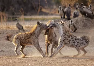 Three Spotted hyenas (Crocuta crocuta) fighting over meat from a nearby carcass with flock of White-backed vultures