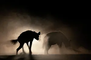 Silhouetted Prints: Spotted hyenas (Crocuta crocuta) backlit at night, Shompole, Kenya