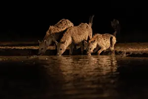 Side By Side Prints: Three Spotted hyenas (Crocuta crocuta) drinking at waterhole at night, Shompole, Kenya
