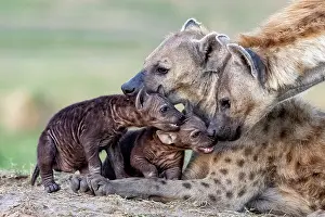Four Animals Prints: Two Spotted hyenas (Crocuta crocuta) resting with two cubs near the entrance of the den