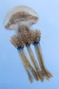 Images Dated 7th April 2013: Spotted jellyfish (Mastigias papua) Inanuran Island, Danajon Bank, Central Visayas