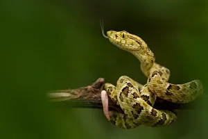 Spotted lancehead (Bothrops punctatus) with tongue extended curled round branch, Canande