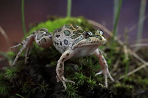 Spotted marsh frog (Limnodynastes tasmaniensis) female on moss