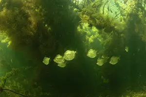 Spotted metynnis (Metynnis maculatus) shoal swimming among aquatic vegetation, Paraguay River, Pantanal, Brazil