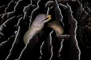 Gymnothorax Favagineus Prints: Spotted moray eel (Gymnothorax meleagris) pair coming together within a colony of Leaf coral (Pavona decussata)