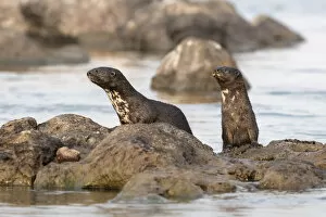 Spotted necked otters (Hydrictis maculicollis), Chobe River, Botswana, September