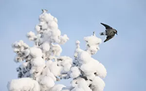Spotted nutcracker, (Nucifraga caryocatactes) taking off from snow covered tree, Finland, January