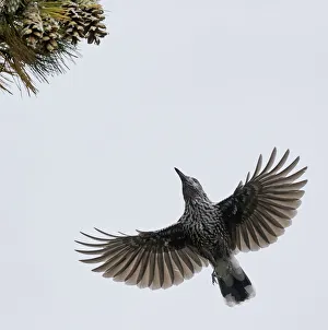 2018 August Highlights Prints: Spotted Nutcracker (Nucifraga caryocatactes) in flight to pine cones, Joensuu, Finland