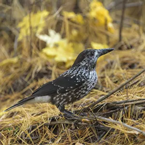 Forest Floor Prints: Spotted nutcracker (Nucifraga caryocatactes) searching for seeds on forest floor