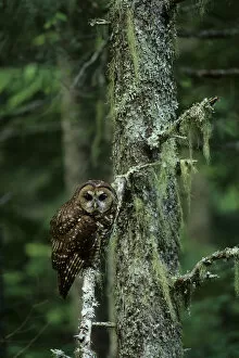 Images Dated 10th January 2012: Spotted owl (Strix nebulosa) Gifford-Pinchot National Forest, Washington USA
