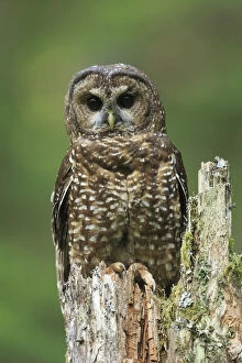 Owls Gallery: Spotted Owl (Strix occidentalis). Willamette National Forest, Oregon. June